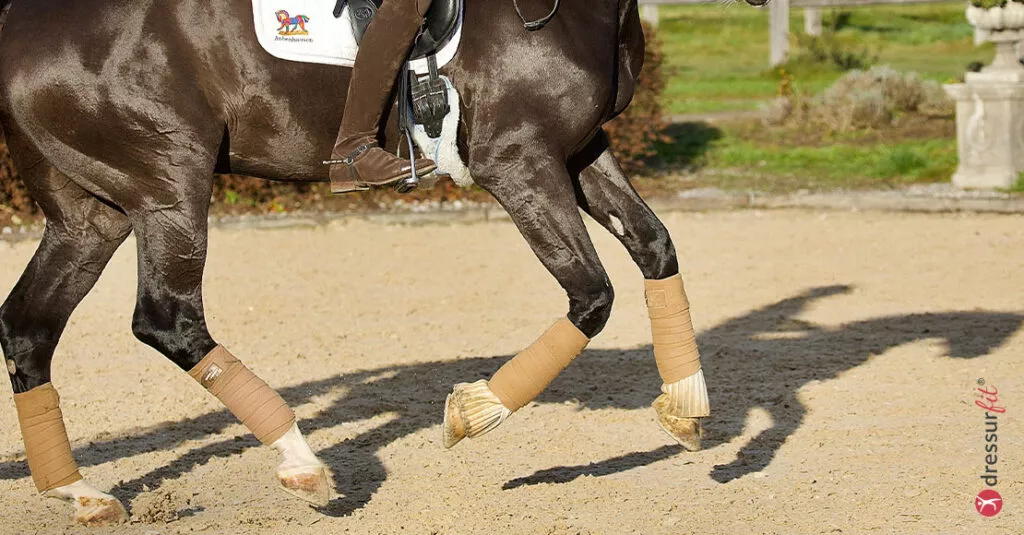 Versammlung des Pferdes