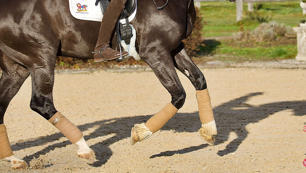 Versammlung des Pferdes