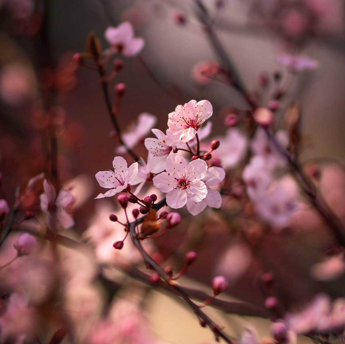 Kirschblüte