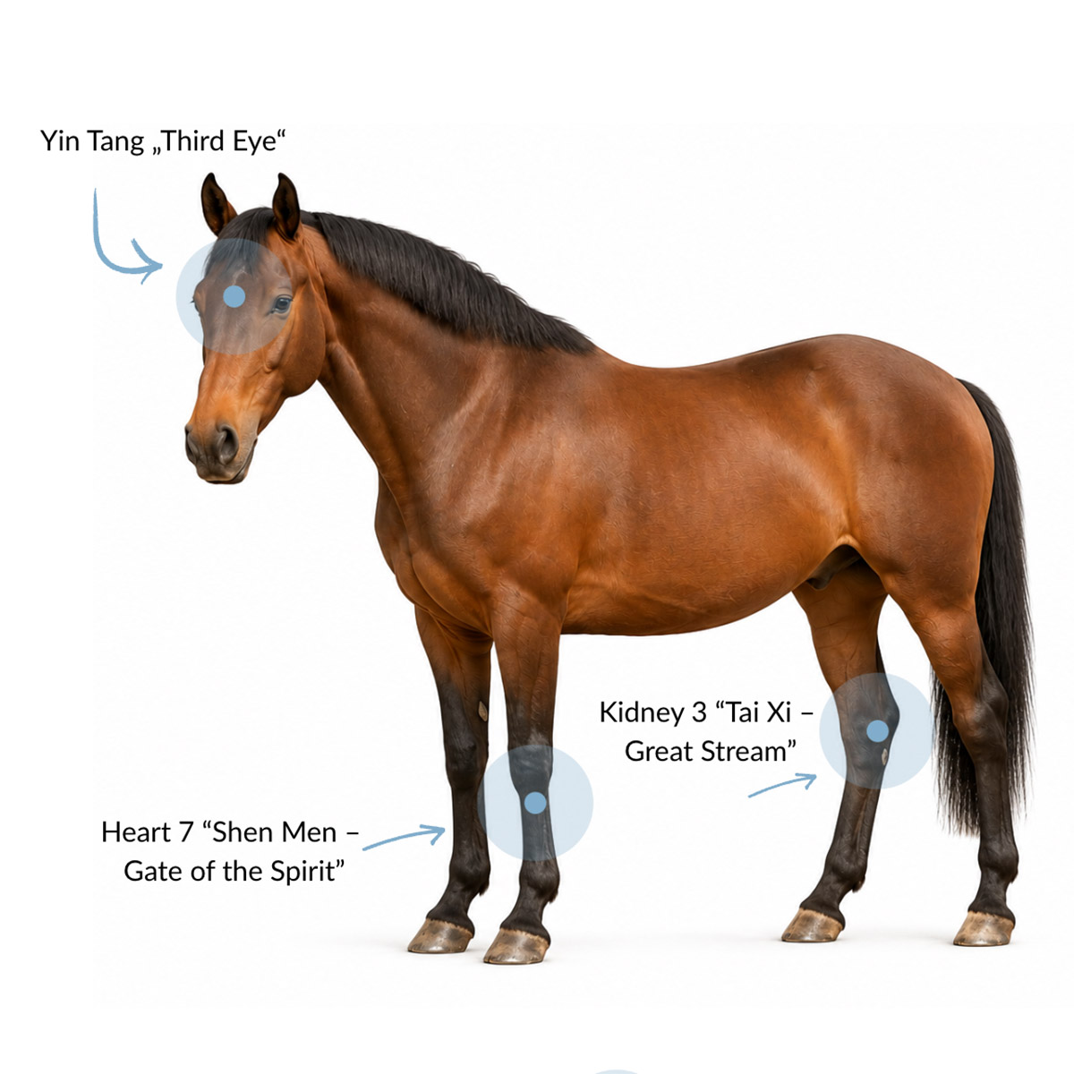 Acupressure for horses 3 Points