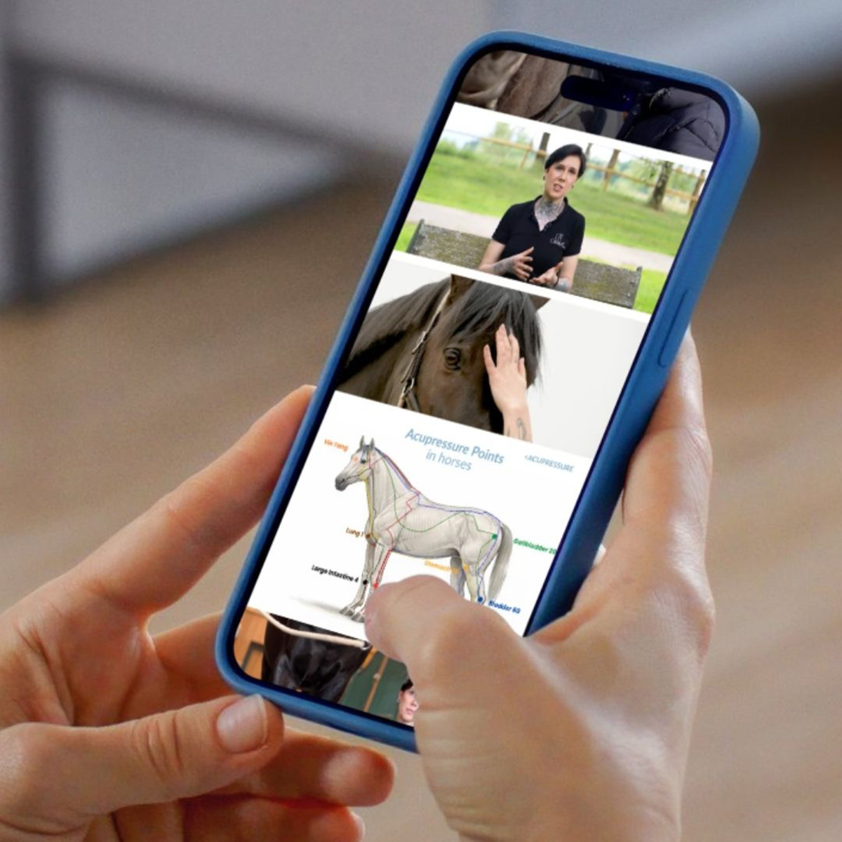 Acupressure for horses Overview