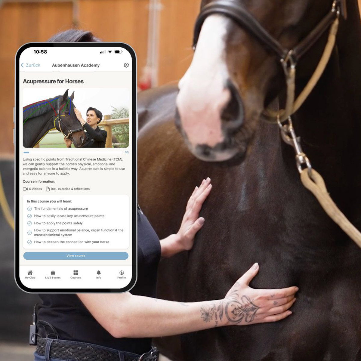 Acupressure for horses Overview