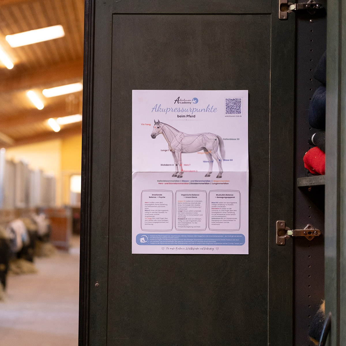 Poster Akupressur für Pferde